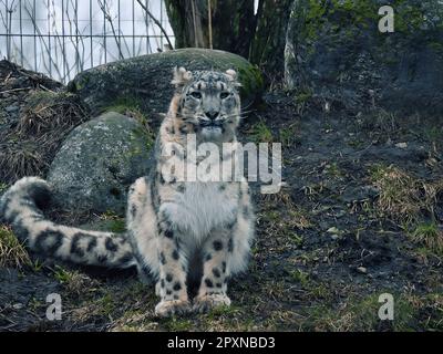 Schneeleopard im Nationalpark Stockfoto