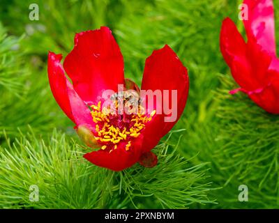Paeonia tenuifolia, krautige Pfingstrosen, auch Farnblätter-Pfingstrosen oder Steppe-Pfingstrosen mit Biene, Poller genannt. Stockfoto