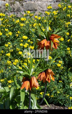 Orangefarbene Frühlingsblumen von Crown Imperial, Fritillaria imperialis vor dem gelb blühenden Strauß Coronilla im britischen Garten April Stockfoto