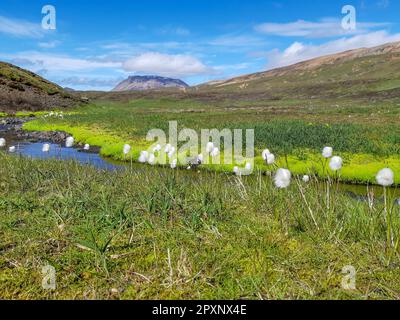 Blüten und Pflanzen von Island: Scheuchzer's Cottongrass, oder weißes Cottongrass, lateinischer Name: Eriophorum scheuchzeri in einer grünen isländischen Landschaft auf BL Stockfoto