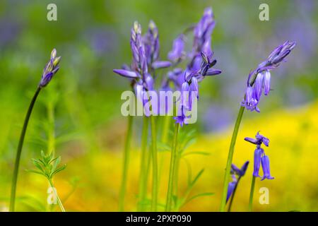 Nahaufnahme eines kleinen Klumpens wunderschöner Bluebells in einem Wald mit einem weichen, gestreuten gelben und grünen Hintergrund Stockfoto