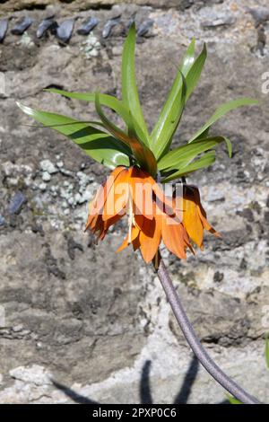 Orangefarbene Frühlingsblumen von Crown Imperial, Fritillaria imperialis im ummauerten Garten des Vereinigten Königreichs April Stockfoto