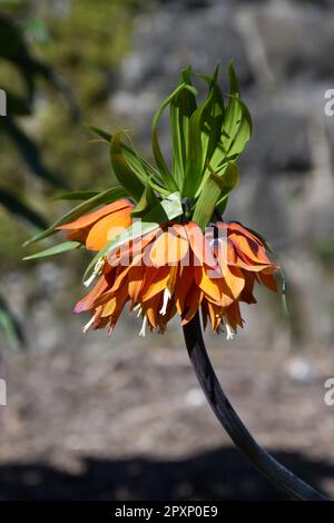 Orangefarbene Frühlingsblumen von Crown Imperial, Fritillaria imperialis im ummauerten Garten des Vereinigten Königreichs April Stockfoto