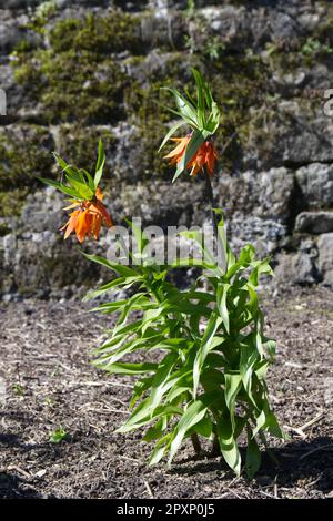 Orangefarbene Frühlingsblumen von Crown Imperial, Fritillaria imperialis im ummauerten Garten des Vereinigten Königreichs April Stockfoto