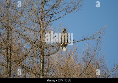 Unreifer Stellerscher Seeadler Haliaeetus pelagicus. Kiyosato. Präfektur Okhotsk. Hokkaido. Japan. Stockfoto