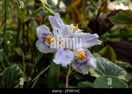 Iris japonica, gemeinhin als gesäumte Iris, Shaga und Schmetterlingsblume bekannt, ist eine aus China und Japan stammende Heimat. Stockfoto