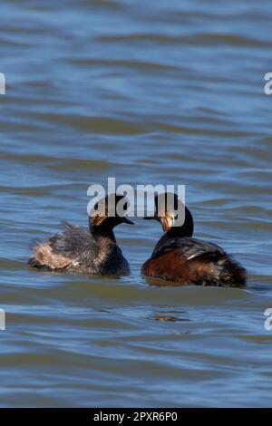 Podiceps nigricollis, Schwarzhalstaucher, Ohrengräber, Schwarzhalsgräber Stockfoto