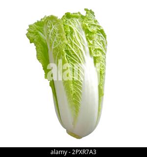 Chinakohl Stock Vektor