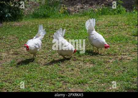 Das Huhn ist ein domestizierter Vogel, der von verschiedenen Wildarten indischen Ursprungs stammt. Sein Vorhandensein wird von 4000 v. Chr. dokumentiert. In der Indus-Ebene, ich Stockfoto