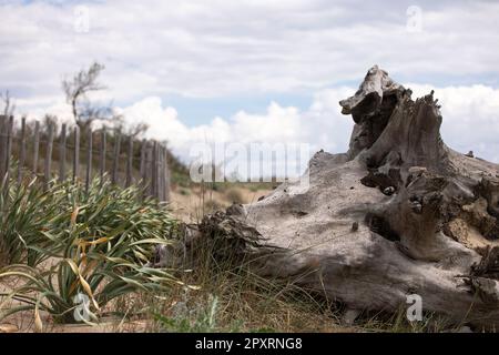 Romantische Küstenlandschaft mit Treibholz aus nächster Nähe mit wunderschöner Textur und Küstenvegetation. Moody Küstenhintergrund. Französische riviera. Stockfoto