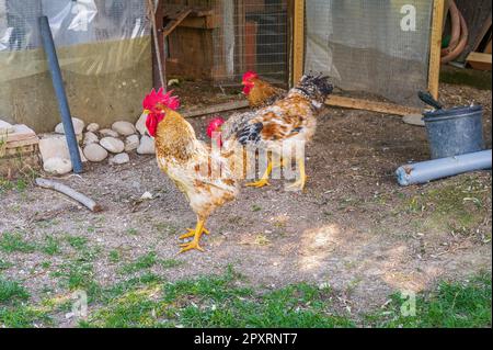 Das Huhn ist ein domestizierter Vogel, der von verschiedenen Wildarten indischen Ursprungs stammt. Sein Vorhandensein wird von 4000 v. Chr. dokumentiert. In der Indus-Ebene, ich Stockfoto