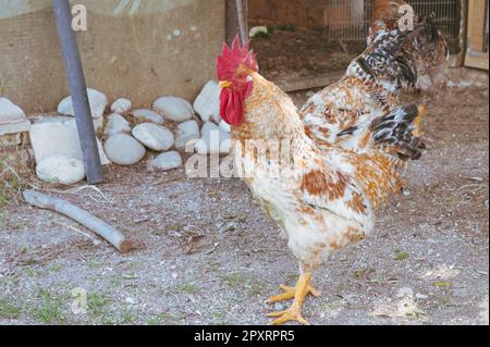 Das Huhn ist ein domestizierter Vogel, der von verschiedenen Wildarten indischen Ursprungs stammt. Sein Vorhandensein wird von 4000 v. Chr. dokumentiert. In der Indus-Ebene, ich Stockfoto