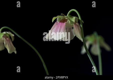 Kannenpflanze, die Blumenknospe aus der Nähe wächst. Sarrazenie beginnt im Frühling zu blühen. Stockfoto