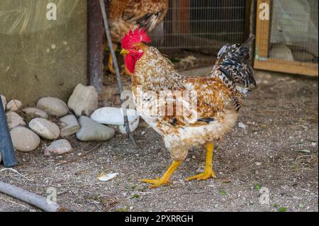 Das Huhn ist ein domestizierter Vogel, der von verschiedenen Wildarten indischen Ursprungs stammt. Sein Vorhandensein wird von 4000 v. Chr. dokumentiert. In der Indus-Ebene, ich Stockfoto