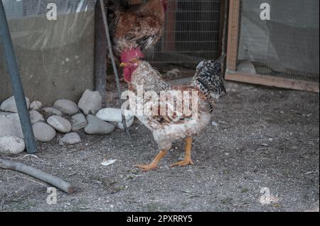 Das Huhn ist ein domestizierter Vogel, der von verschiedenen Wildarten indischen Ursprungs stammt. Sein Vorhandensein wird von 4000 v. Chr. dokumentiert. In der Indus-Ebene, ich Stockfoto