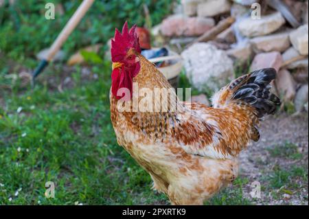 Das Huhn ist ein domestizierter Vogel, der von verschiedenen Wildarten indischen Ursprungs stammt. Sein Vorhandensein wird von 4000 v. Chr. dokumentiert. In der Indus-Ebene, ich Stockfoto