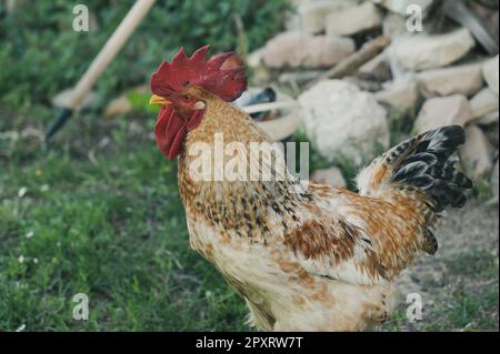 Das Huhn ist ein domestizierter Vogel, der von verschiedenen Wildarten indischen Ursprungs stammt. Sein Vorhandensein wird von 4000 v. Chr. dokumentiert. In der Indus-Ebene, ich Stockfoto