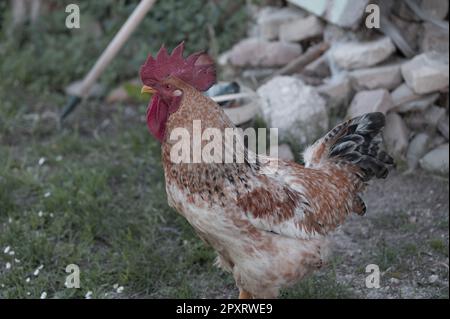 Das Huhn ist ein domestizierter Vogel, der von verschiedenen Wildarten indischen Ursprungs stammt. Sein Vorhandensein wird von 4000 v. Chr. dokumentiert. In der Indus-Ebene, ich Stockfoto