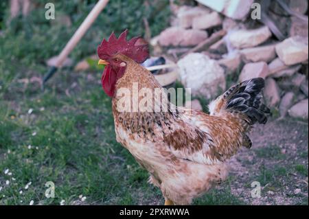 Das Huhn ist ein domestizierter Vogel, der von verschiedenen Wildarten indischen Ursprungs stammt. Sein Vorhandensein wird von 4000 v. Chr. dokumentiert. In der Indus-Ebene, ich Stockfoto