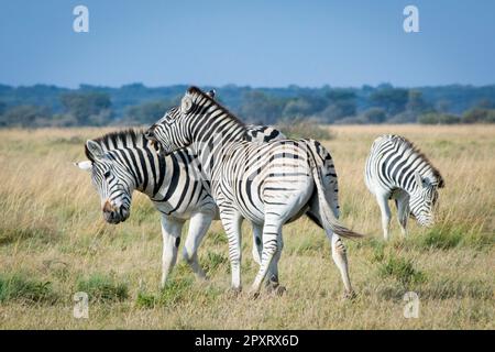 Zwei Zebras spielen in der afrikanischen Savannah miteinander und haben Spaß. Safari-Ausflug, Schönheit in der Natur. Stockfoto