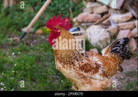 Das Huhn ist ein domestizierter Vogel, der von verschiedenen Wildarten indischen Ursprungs stammt. Sein Vorhandensein wird von 4000 v. Chr. dokumentiert. In der Indus-Ebene, ich Stockfoto