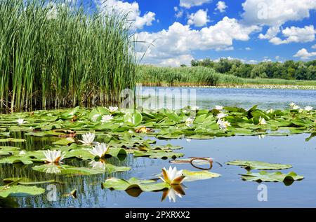 Malerischer Waldsee mit wunderschönen Seerosen vor dem Hintergrund eines blauen Sommerhimmels im Dnieper-Delta. Dnieper River, Region Kherson, U Stockfoto