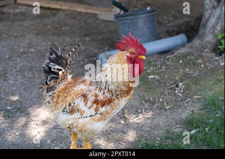 Das Huhn ist ein domestizierter Vogel, der von verschiedenen Wildarten indischen Ursprungs stammt. Sein Vorhandensein wird von 4000 v. Chr. dokumentiert. In der Indus-Ebene, ich Stockfoto