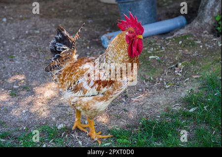 Das Huhn ist ein domestizierter Vogel, der von verschiedenen Wildarten indischen Ursprungs stammt. Sein Vorhandensein wird von 4000 v. Chr. dokumentiert. In der Indus-Ebene, ich Stockfoto