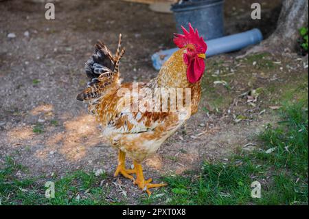 Das Huhn ist ein domestizierter Vogel, der von verschiedenen Wildarten indischen Ursprungs stammt. Sein Vorhandensein wird von 4000 v. Chr. dokumentiert. In der Indus-Ebene, ich Stockfoto