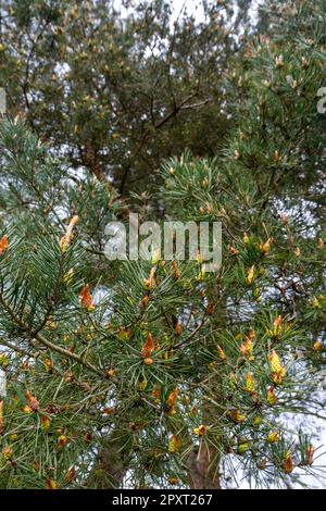 Frühlingsfreunde auf Schottland Pine Cambridgeshire Stockfoto