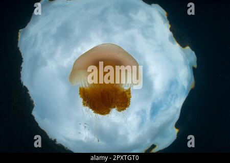 Eine kleine Qualle schwimmt direkt unter der Meeresoberfläche in Raja Ampat, Indonesien. Quallen sind oft in großen Mengen zu finden, die als Blüte bezeichnet werden. Stockfoto