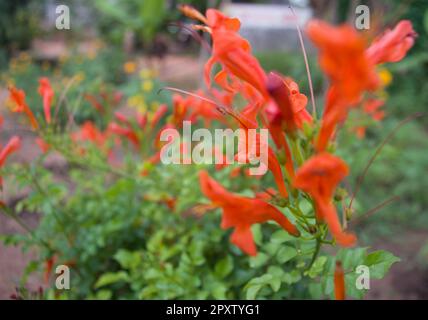 Blume in orangefarbener Farbe am Morgen Stockfoto