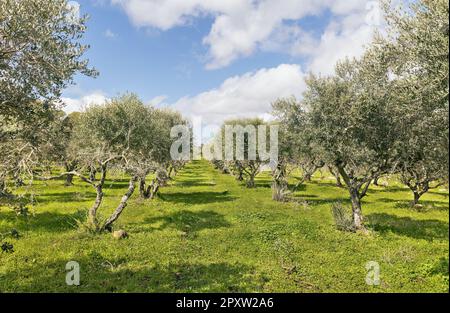 Olivenhain auf dem Berg Tabor in Israel Stockfoto