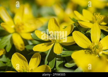 Winterling (Eranthis Hyemalis), Schwäbische Alb, Baden-Württemberg, Deutschland, Europa Stockfoto