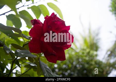 Blühende rote Rose in den Morgenstunden. Stockfoto