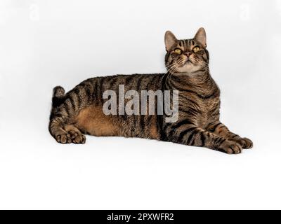 Exquisiter europäischer Tabby mit markanten orangefarbenen Akzenten entspannt auf einem Tisch. Intensiver gelb-grüner Blick nach oben. Isoliert auf grauem Hintergrund. Stockfoto