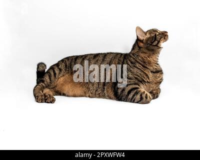 Die wunderschöne europäische Katze mit auffälligem grauem, schwarzem und orangefarbenem Fell liegt entspannt in einer entspannten Position und blickt nach rechts. Stockfoto