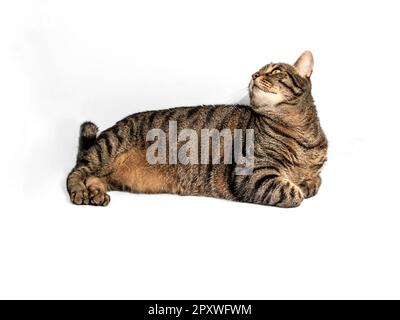 Die wunderschöne europäische Katze mit wunderbaren Akzenten in Grau, schwarzem Fell und Orange ruht in einer entspannten Position und blickt zurück. Stockfoto