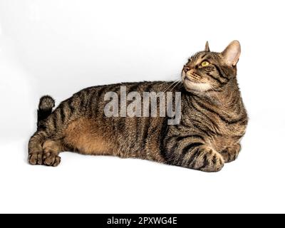 Die hübsche Katze mit wunderschönem grauen und braunen Fell ruht in einer entspannten Position, mit Forelegs unter dem Körper. Tolle Augen, gelb-grün Stockfoto