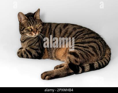 Eine wunderschöne graue, schwarze und orangefarbene europäische Tabby-Katze entspannt sich mit intensiven gelb-grünen Augen und eleganten verdeckten Forelegs. Isoliert auf einem Grau. Stockfoto