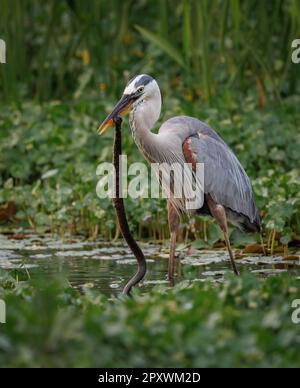 Toller Blaureiher auf der Jagd nach Schlangen und Fischen in Florida Stockfoto