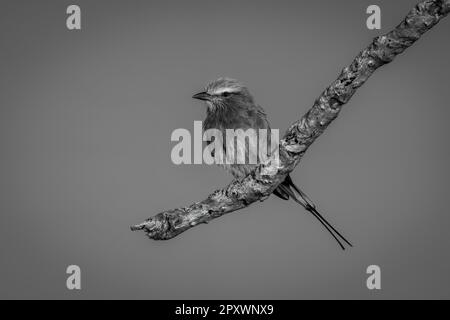 Einteilige lilafarbene Walze am Ast gegen den Himmel Stockfoto