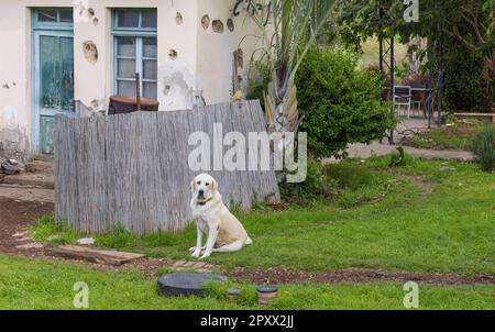 Ein großer weißer Hund vor einem alten Haus an der Grenze zu Israel Stockfoto