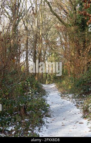 Winterwälder an der Carr Bank Arnside in der Nähe von Milnthorpe Westmorland und Furness England Stockfoto