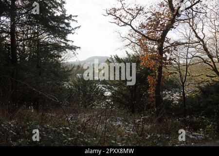 Winterwälder an der Carr Bank Arnside in der Nähe von Milnthorpe Westmorland und Furness England Stockfoto