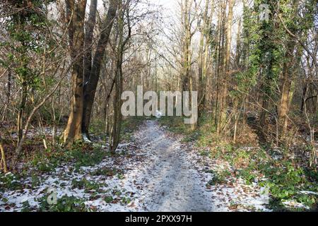 Winterwälder an der Carr Bank Arnside in der Nähe von Milnthorpe Westmorland und Furness England Stockfoto