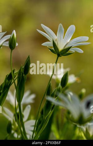 Nahaufnahme von Wood Anemone in the Forest – Vertikale Aufnahme Stockfoto