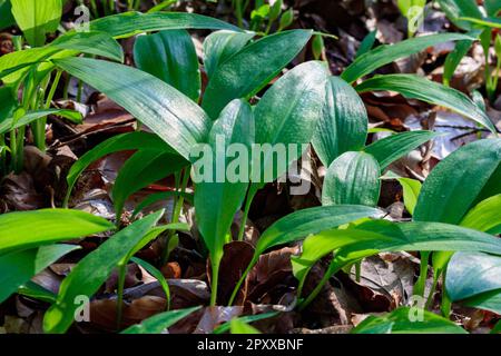 Wilder Knoblauch (Allium ursinum) wächst in einem Wald mit üppig grünen Blättern Stockfoto