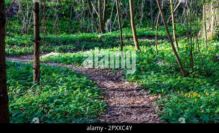 Waldweg umgeben von wildem Knoblauch (Allium ursinum) in einem üppigen Waldgebiet Stockfoto