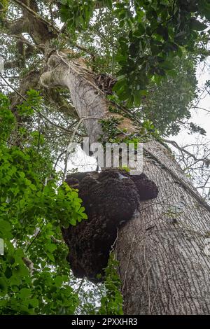 Muelle San Carlos, Costa Rica - Ein Termitennest auf einem Baum im Regenwald von Costa Rica. Stockfoto